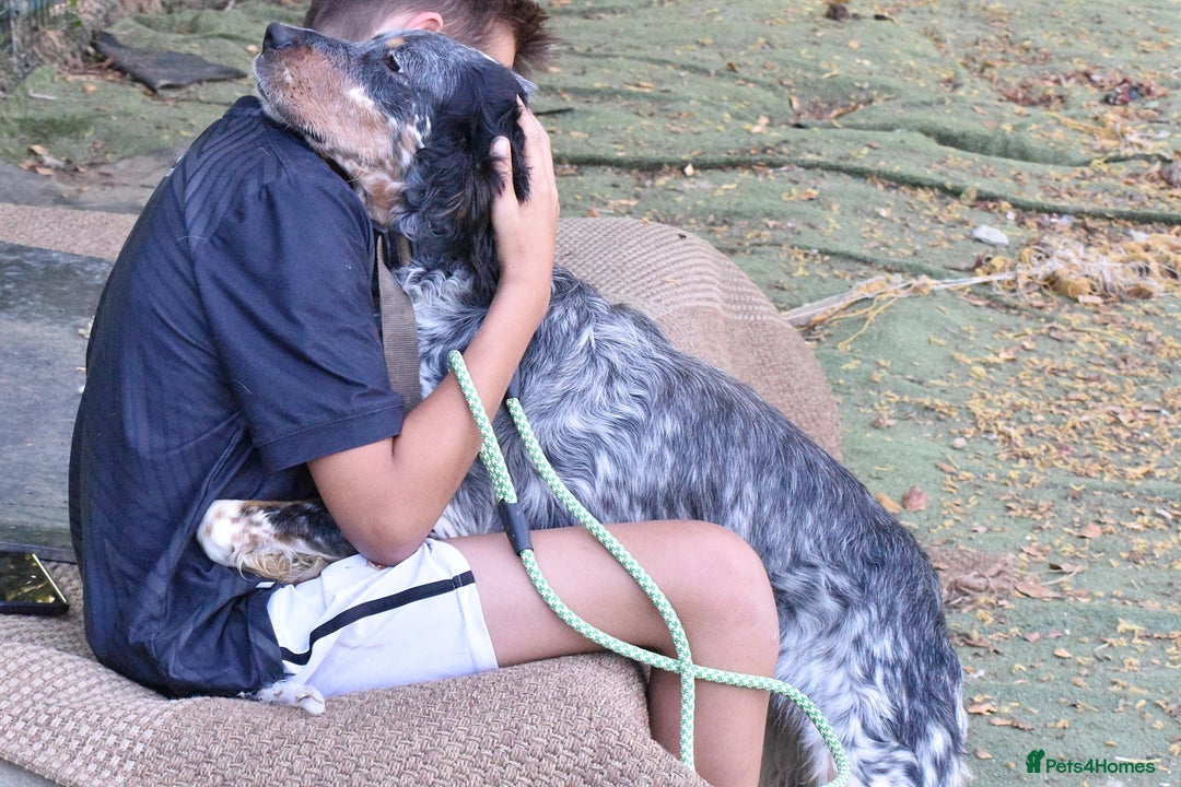 English Setter dogs for adoption: Hasgar - Image 4