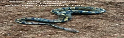Python Snake reptiles for sale: Royal Pythons Various Ones Available  - Advert 11