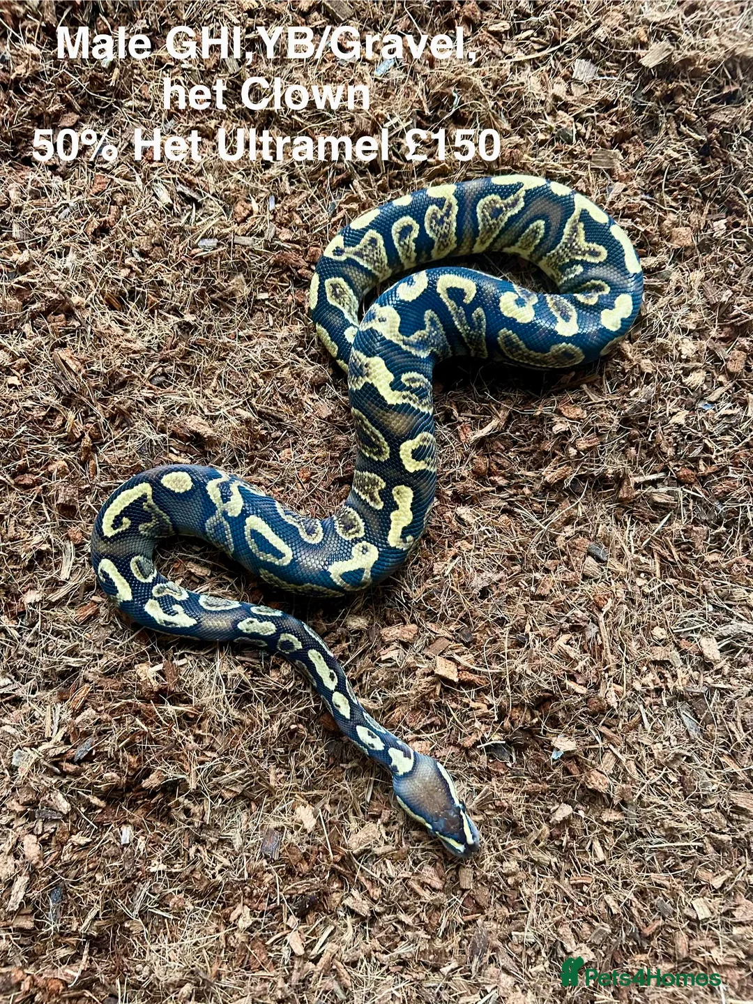 Python Snake reptiles for sale: Royal Pythons Various Ones Available  - Advert 11