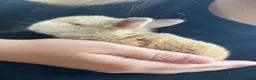 Mini Lop rabbits for sale: Mini lop bunnies  - Advert 6