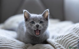 Russian Blue cats for sale: Pure Russian Blue Kittens Available  - Image 11