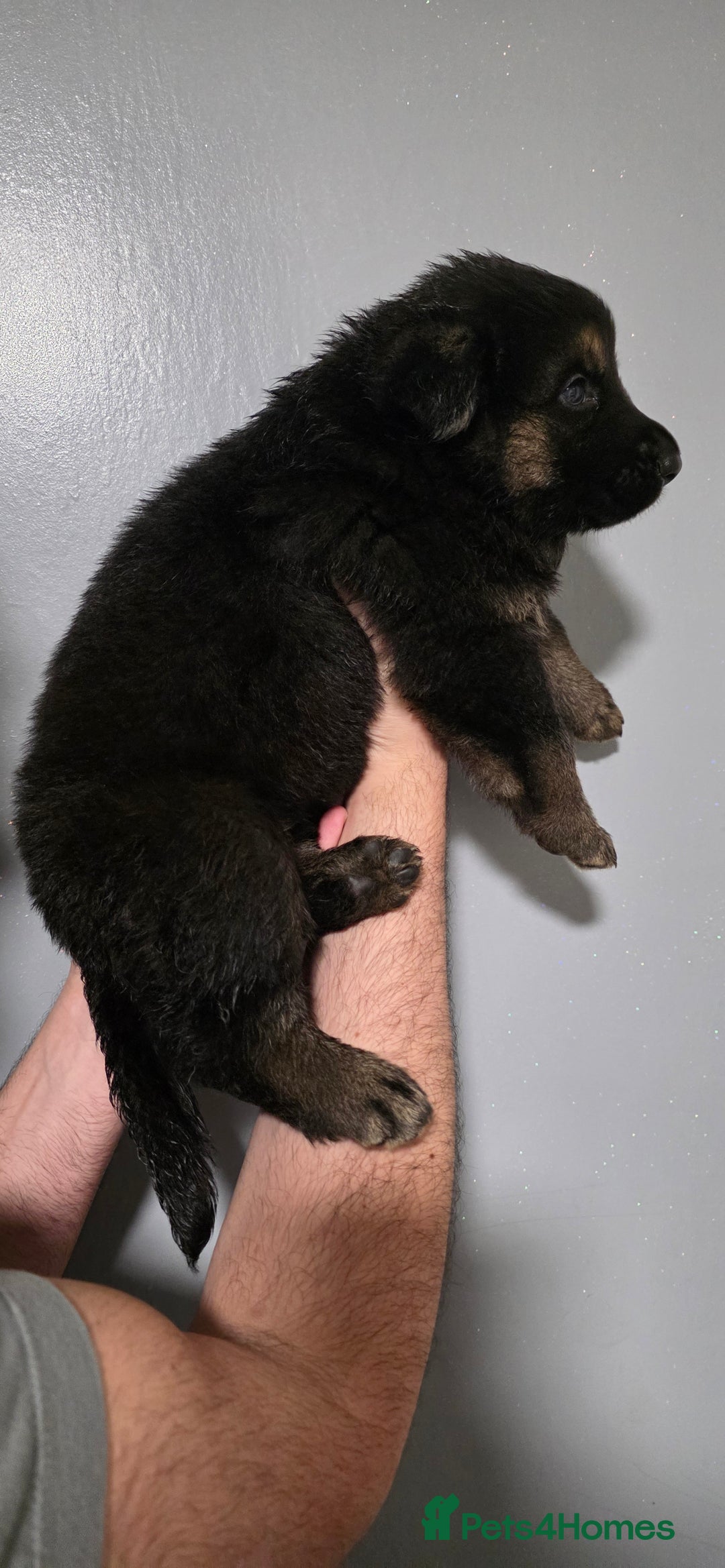 German Shepherd dogs for sale: German Shepherd puppies for sale - Advert 10