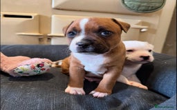 Staffordshire Bull Terrier dogs for sale: Purebred Staffordshire bull terrier puppies - Image 4