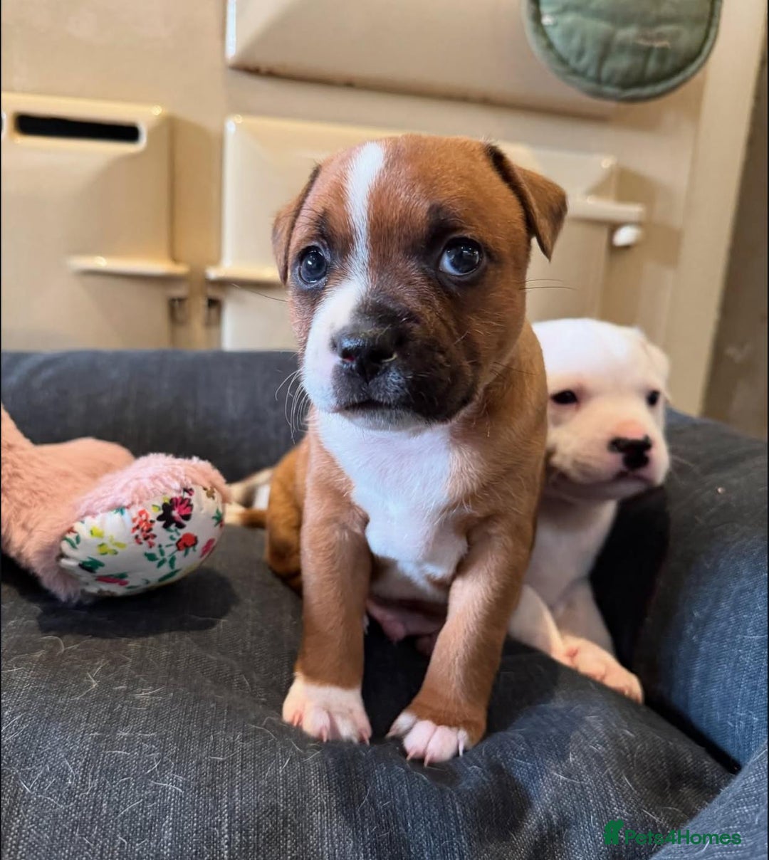 Staffordshire Bull Terrier dogs for sale: Purebred Staffordshire bull terrier puppies - Image 4