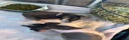 Guinea Pig rodents for sale: 2x female skinny pigs for sale in Thetford - Advert 3
