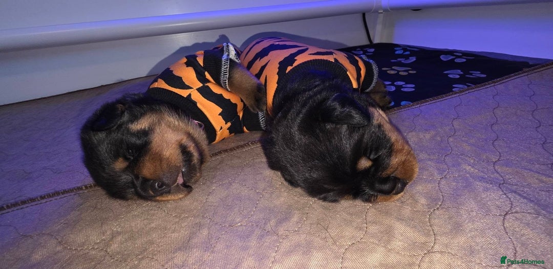 Rottweiler dogs for sale: outstanding Rottweiler pups excellent bloodlines. - Advert 10