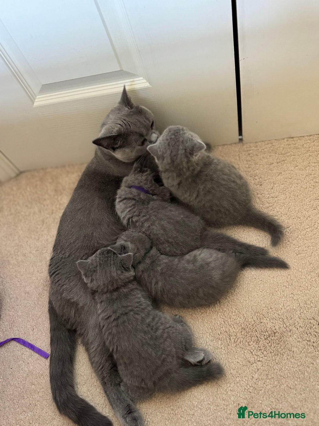 British Shorthair cats for sale: British Shorthair Blue Kittens - Image 26