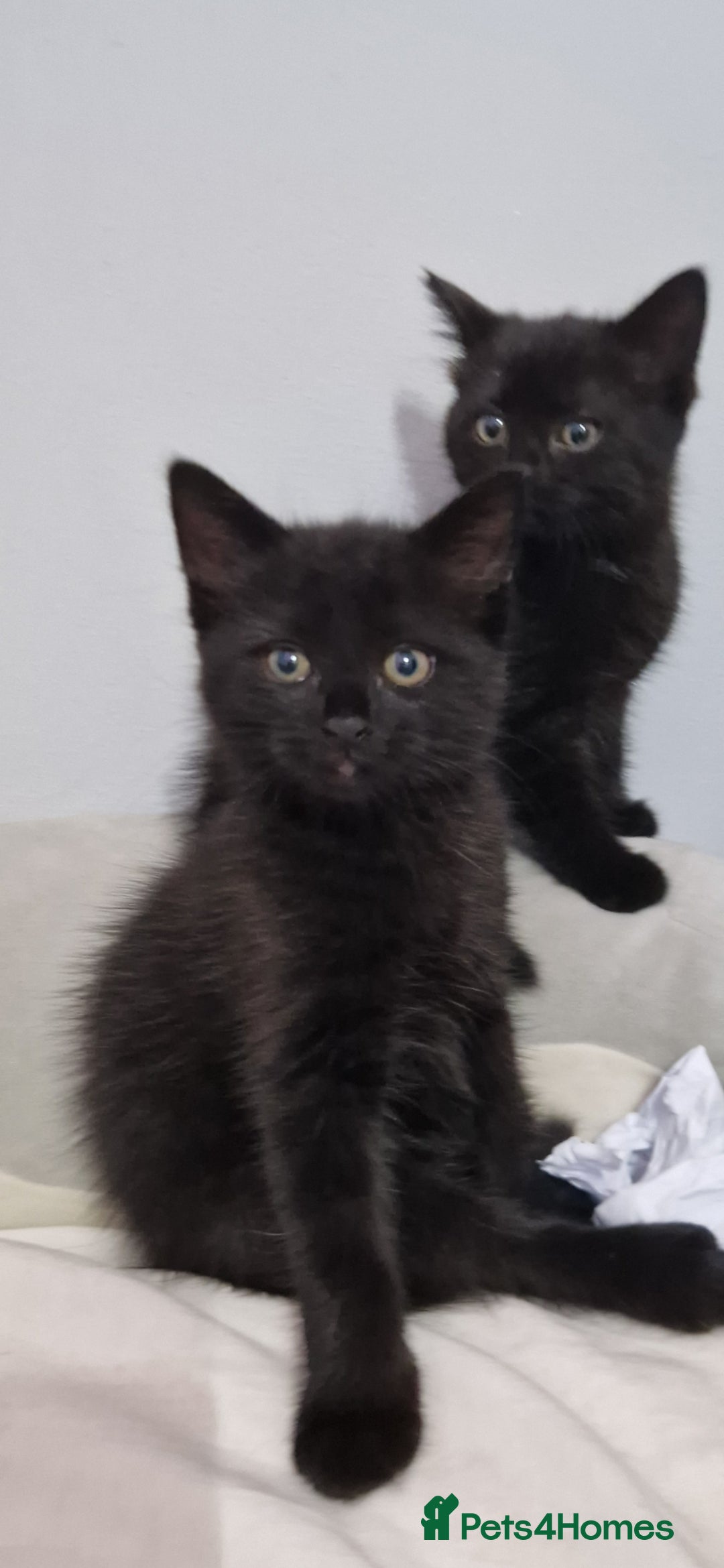 Mixed Breed cats for sale: Kittens - Advert 14