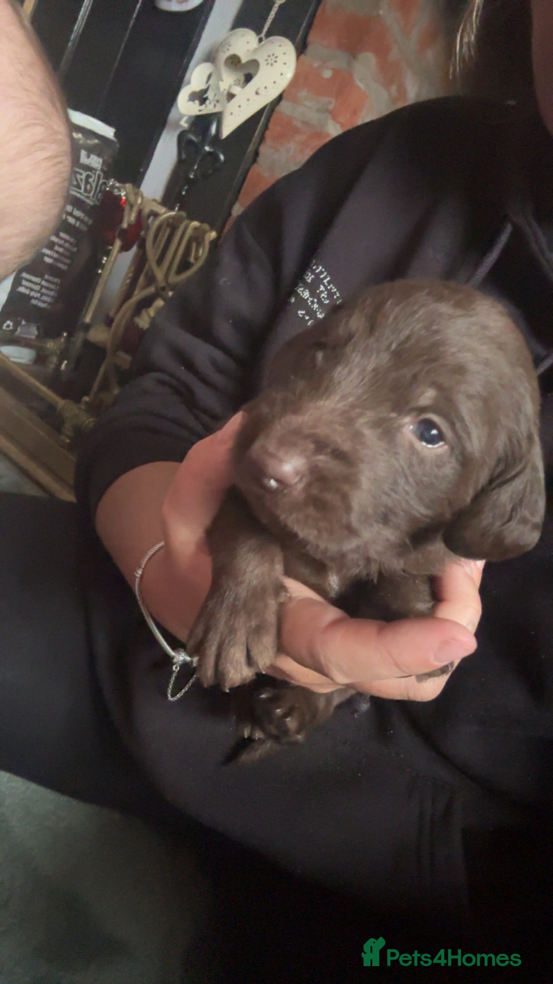 Mixed Breed dogs for sale: Weimardoodle - Image 10
