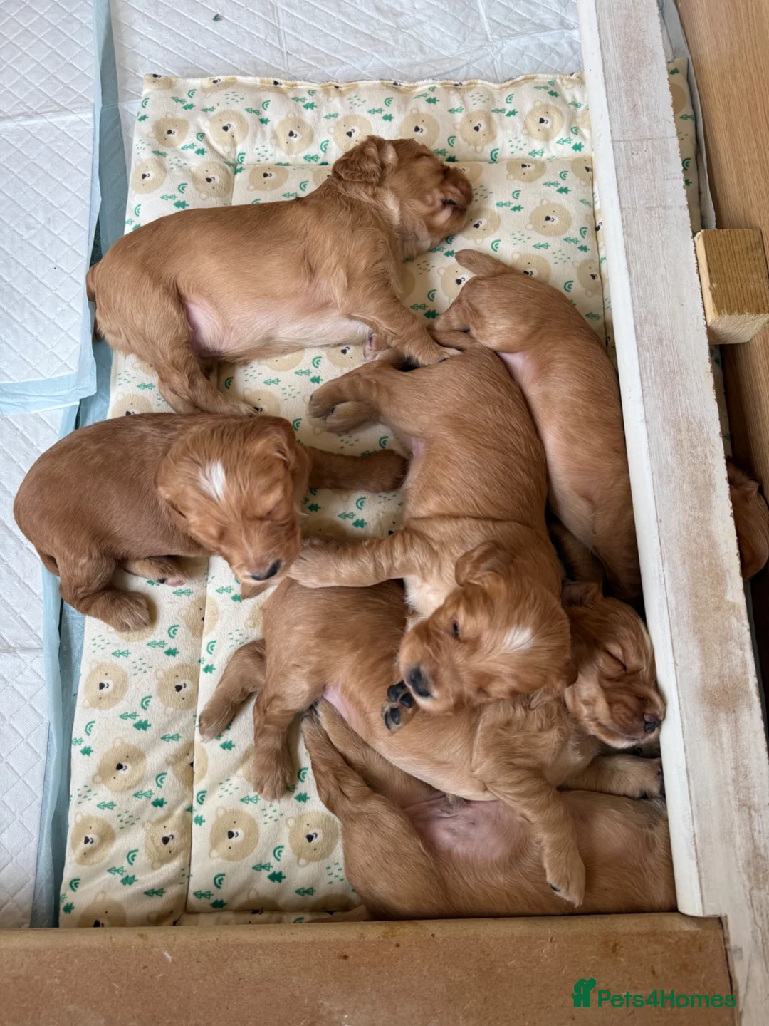 Cocker Spaniel dogs for sale: Gorgeous Working Cocker Spaniels in Northallerton - Advert 2