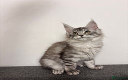 Maine Coon cats for sale: 💕5 TICA registered DNA CLEAR💕  - Image 6