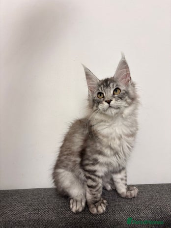 Maine Coon cats - Advert 4