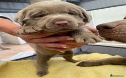 Labrador Retriever dogs for sale: Stunning kc silver Labradors  - Image 17