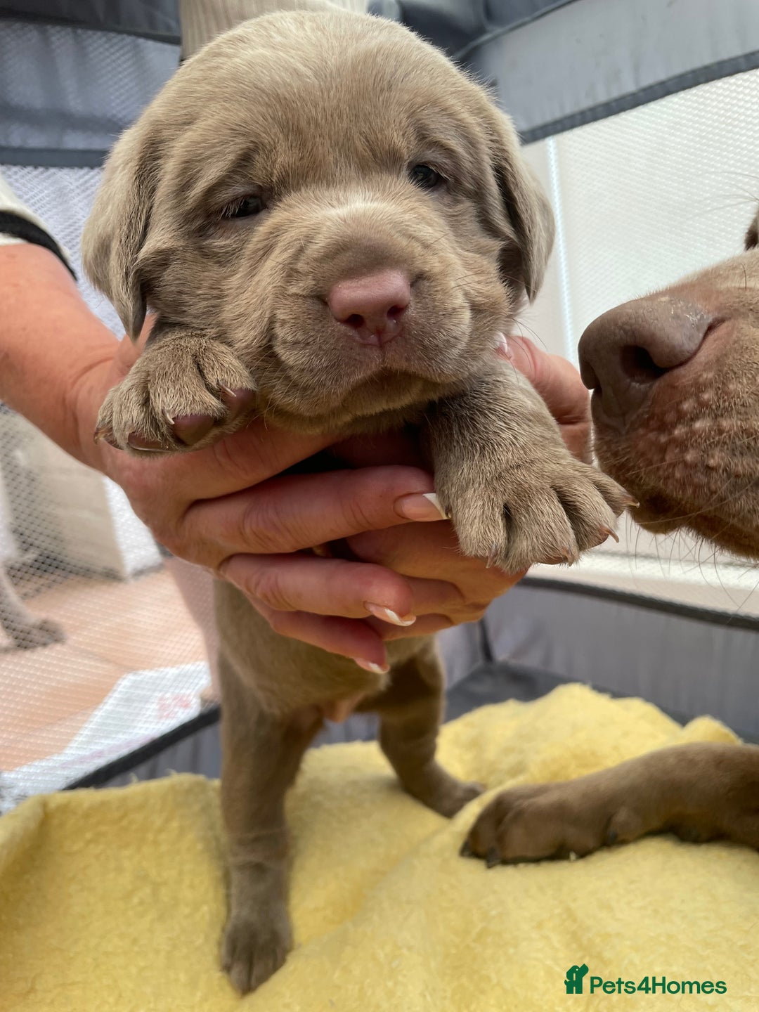Labrador Retriever dogs for sale: Stunning kc silver Labradors  - Image 17