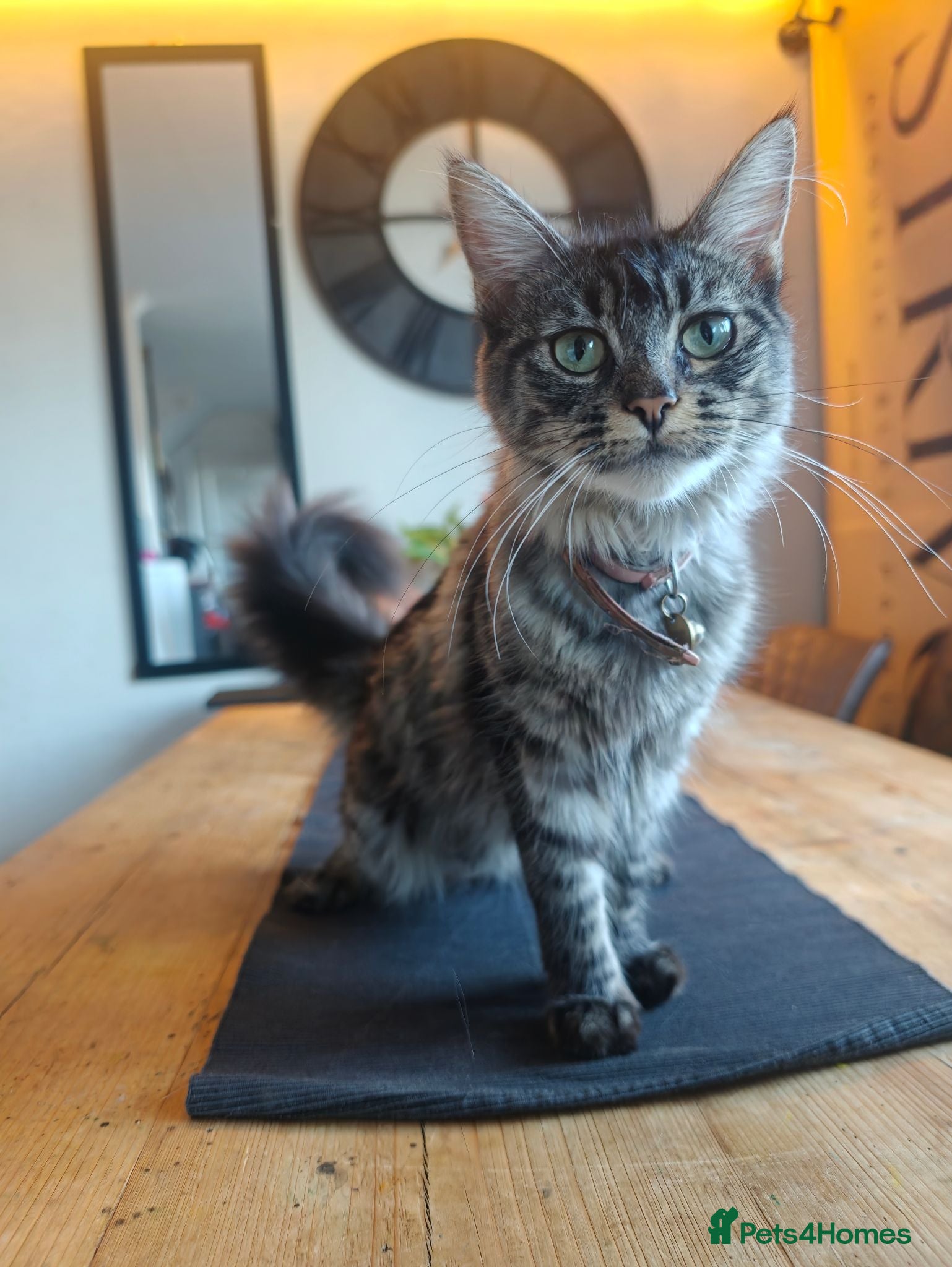 Mixed Breed cats Beautiful Mixed Maine Coon Kittens. - Advert 1