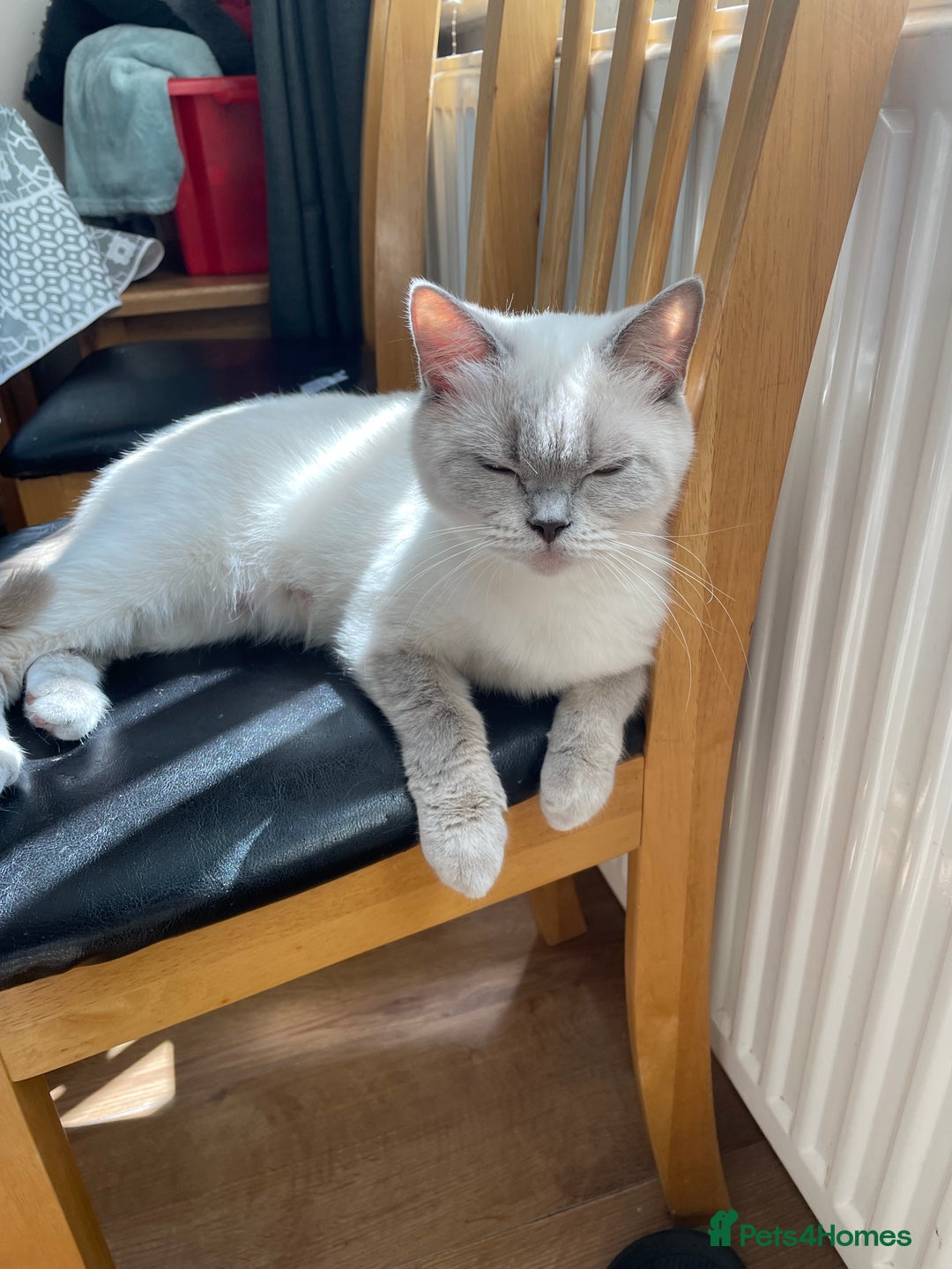 British Shorthair cats for sale: 2 girls available  - Image 3