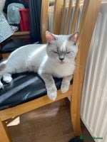 British Shorthair cats Only 1 girl available now - Advert 2