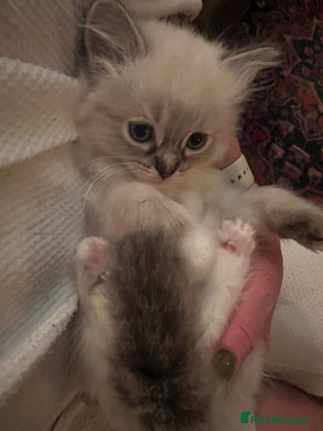 Ragdoll cats for sale: GCCF Ragdoll Kittens. Champion lines  - Advert 25