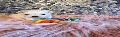 Maltese 4