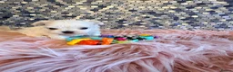 Maltese dogs for sale: Stunning korean Maltease  - Advert 5