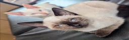 Siamese cats for sale: Seal point Siamese - Advert 3
