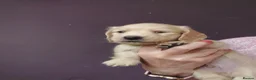 Miniature Dachshund dogs for sale: PEDIGREE CREAM LONG HAIRED MINI DACHSHUNDS - Advert 12