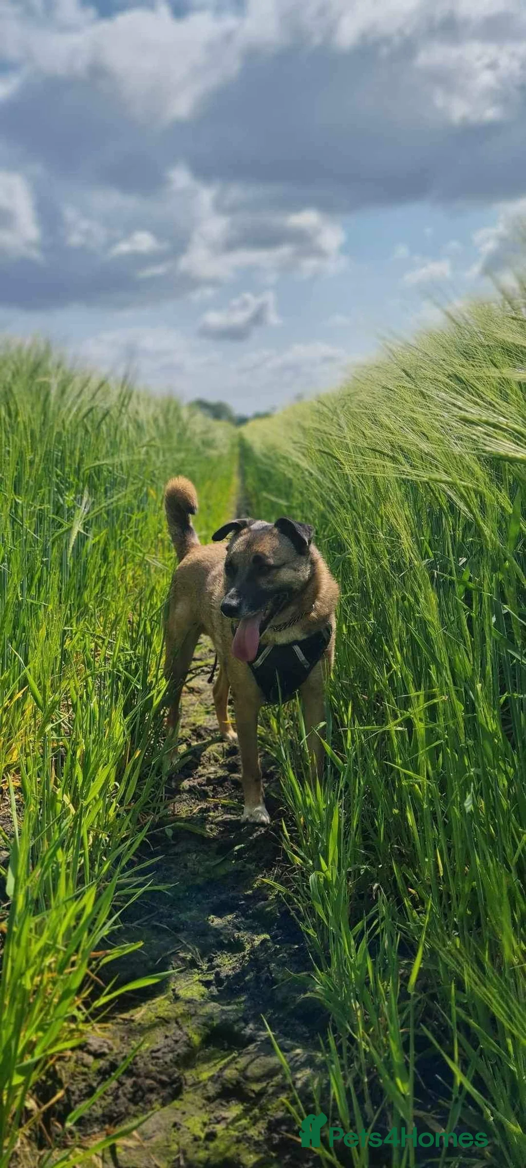 Mixed Breed dogs for adoption: Meet Jakob, currently residing in Cranage, Crew in Crewe - Advert 25