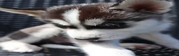 Siberian Husky dogs for sale: Purebred Huskies puppies READY TO GO TO NEW HOME  - Advert 7