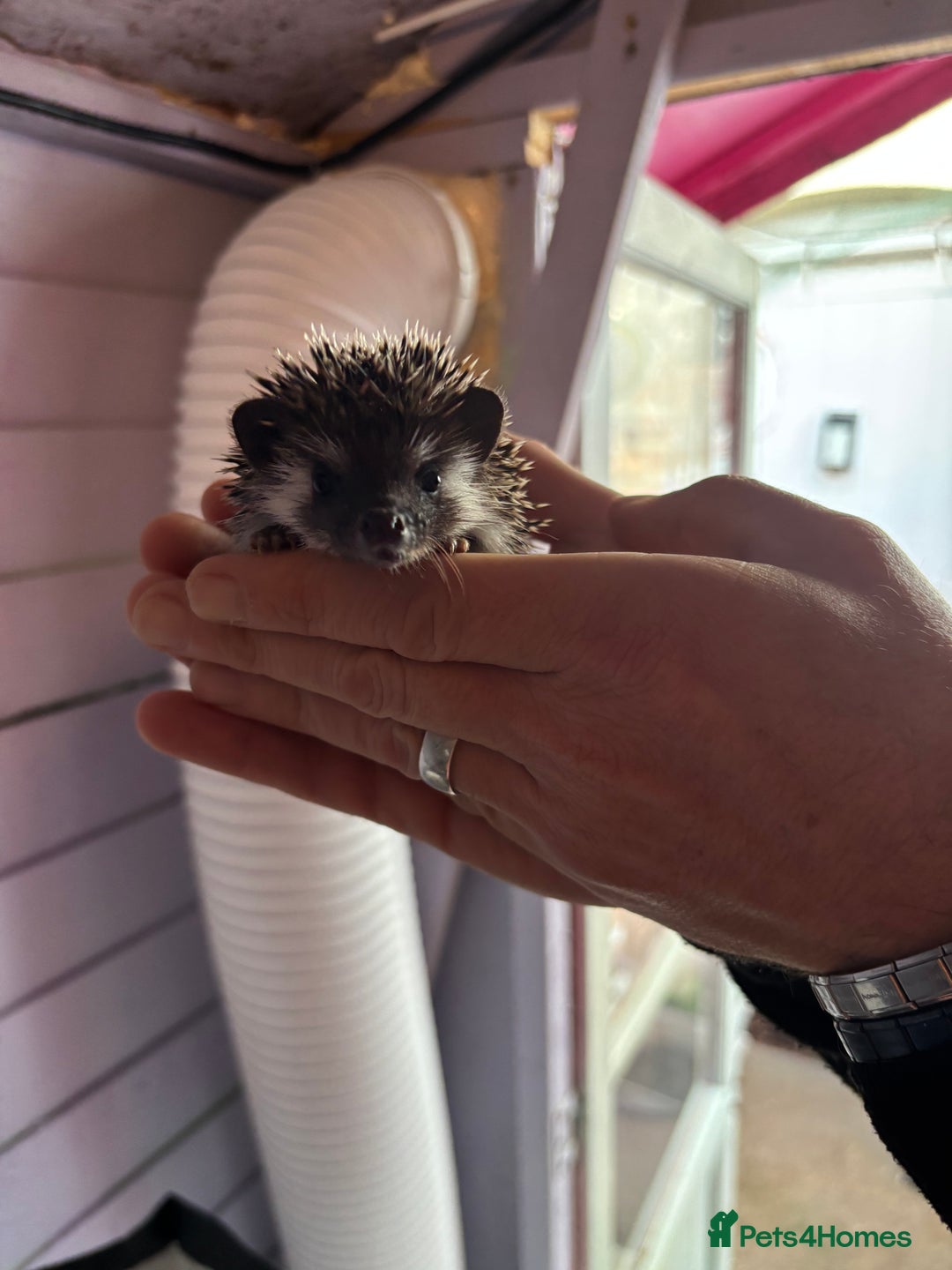 Pygmy Hedgehog rodents for sale: ***African black Pygmy hogs!*** - Image 8