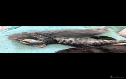 Mixed Breed cats for sale: Spynx X maincoon  - Image 8