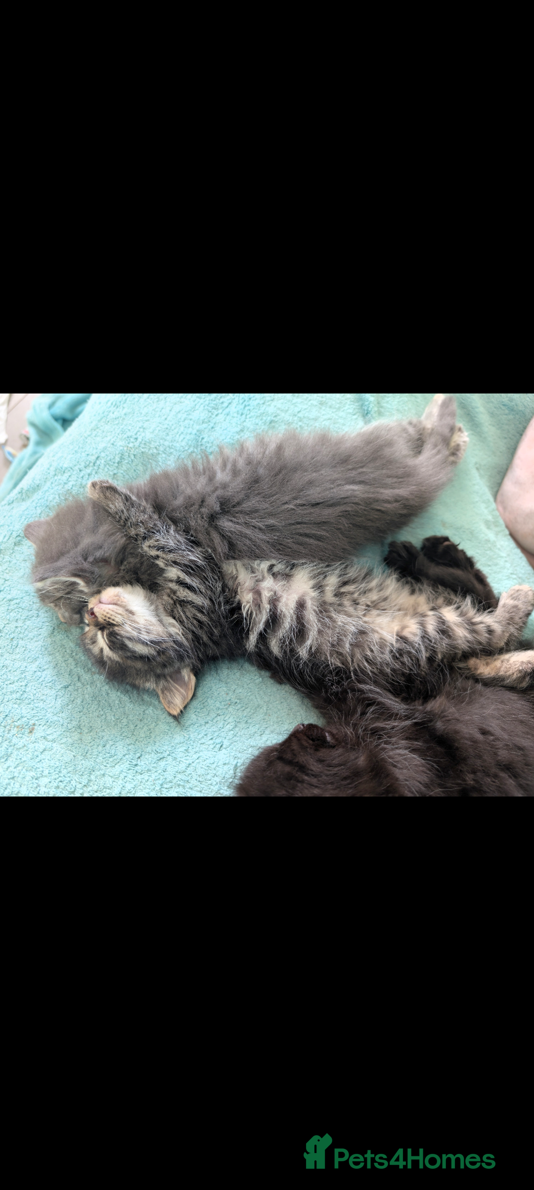 Mixed Breed cats for sale: Spynx X maincoon  - Image 8