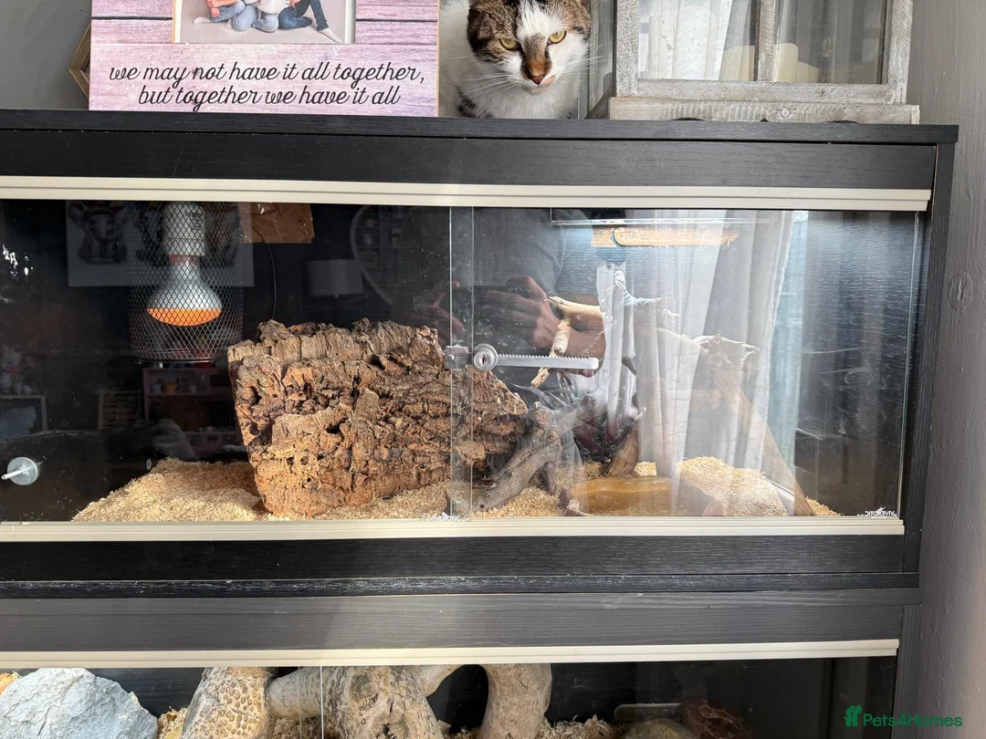 Corn Snake reptiles for sale: Red corn snake  - Advert 5