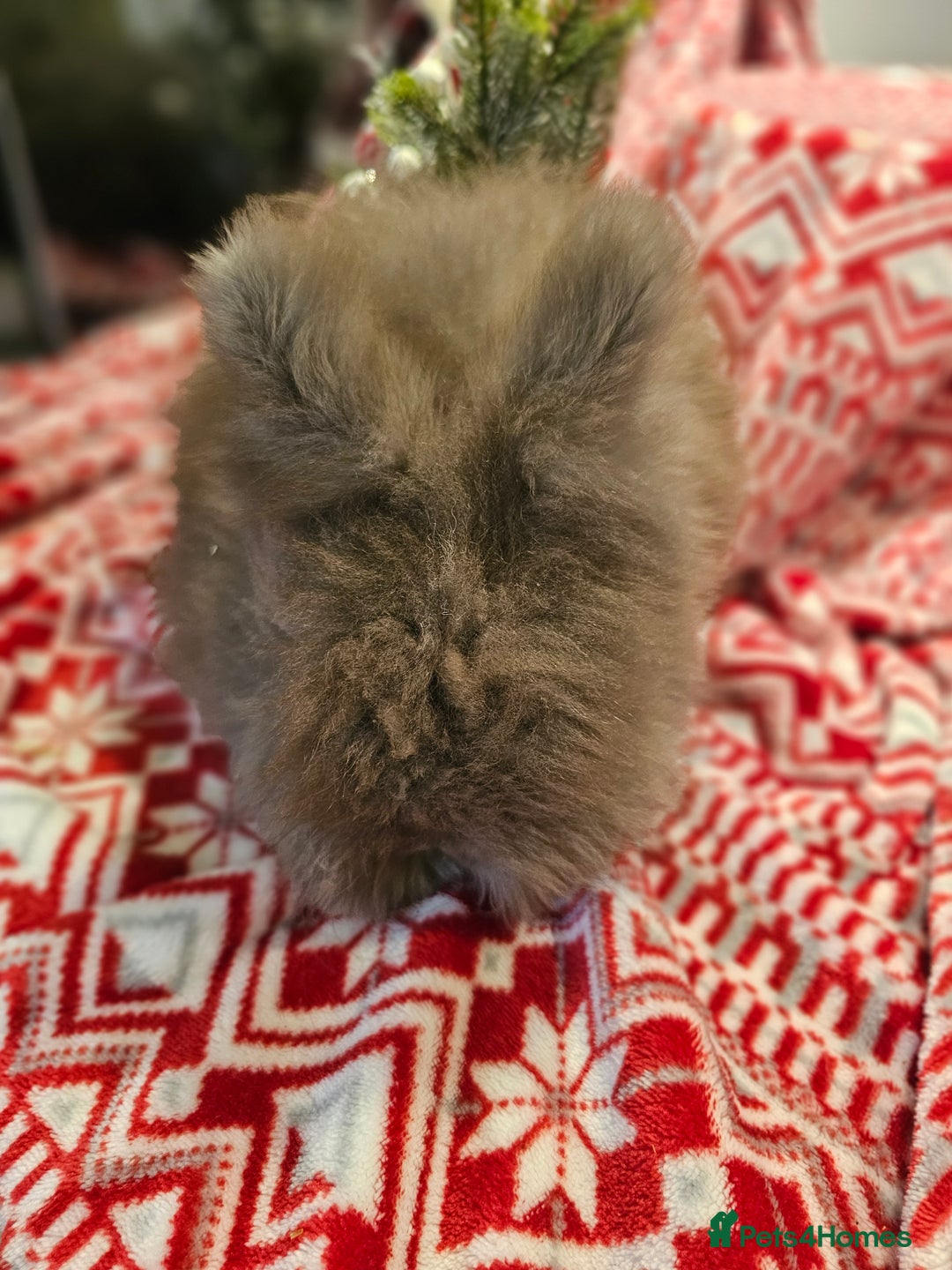 Angora rabbits for sale: Angora X - Advert 22