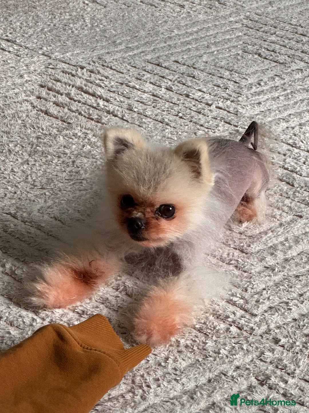 Pomeranian dogs for sale: Simba male Pomeranian  - Advert 3