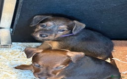 Lakeland Terrier dogs for sale: Lakeland terrier puppies  - Image 8