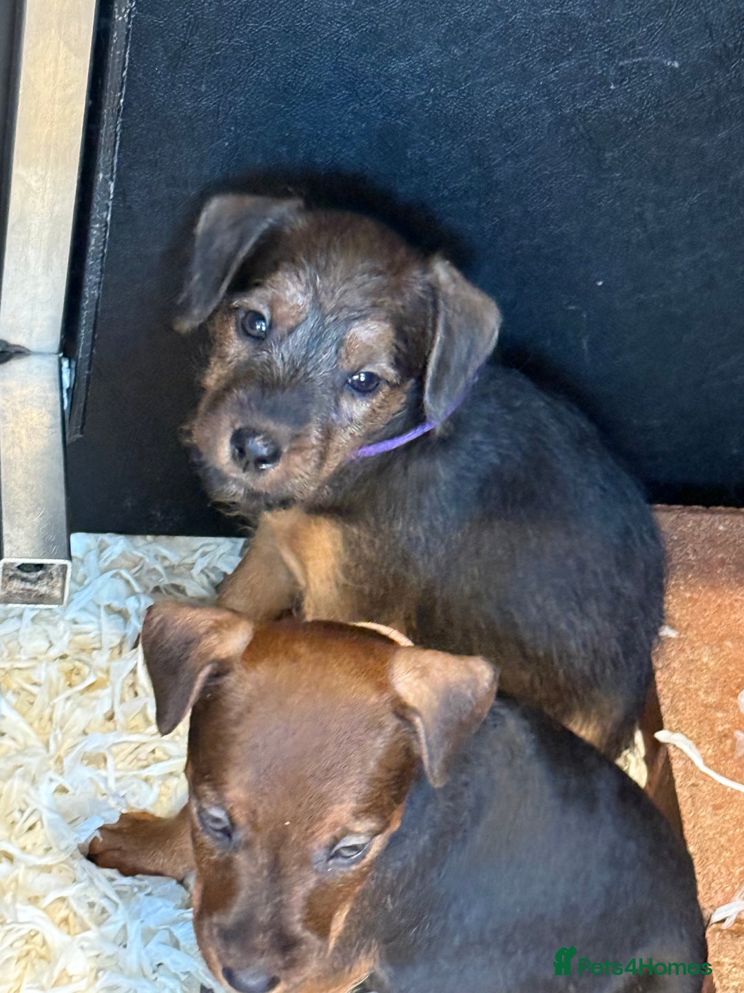 Lakeland Terrier dogs for sale: Lakeland terrier puppies  - Image 8