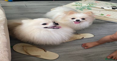 Pomeranian dogs in Manchester - Advert 5