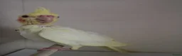 Cockatiels birds for sale: Baby cockatiels  - Advert 10