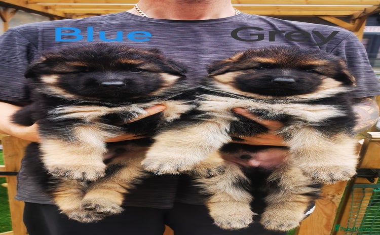 German Shepherd dogs - Advert 6