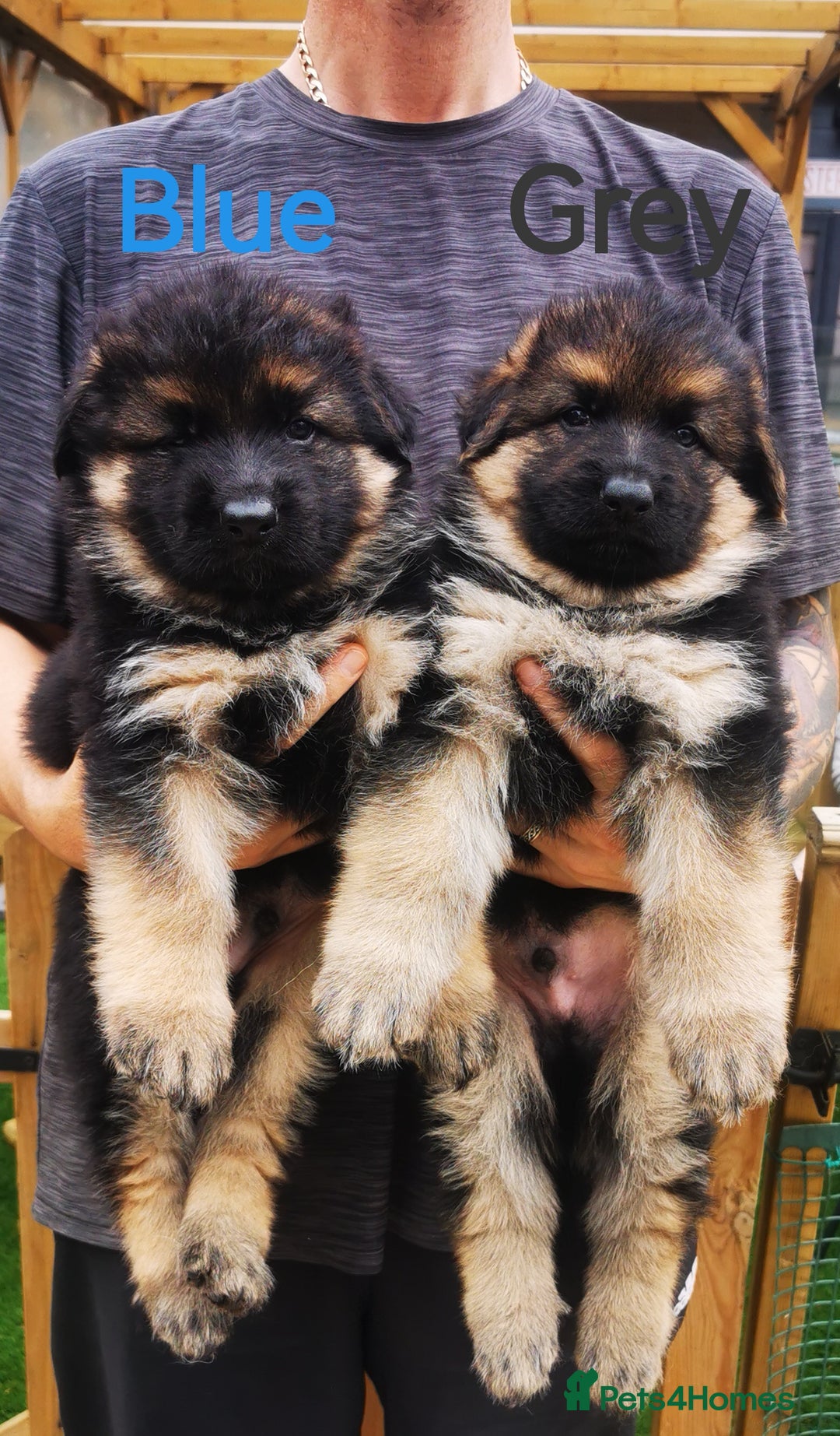 German Shepherd dogs for sale: German Shepherd Puppies from health tested parents - Image 1