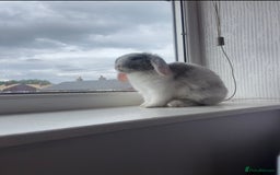 Mini Lop rabbits for sale: Female mini lop  - Image 1