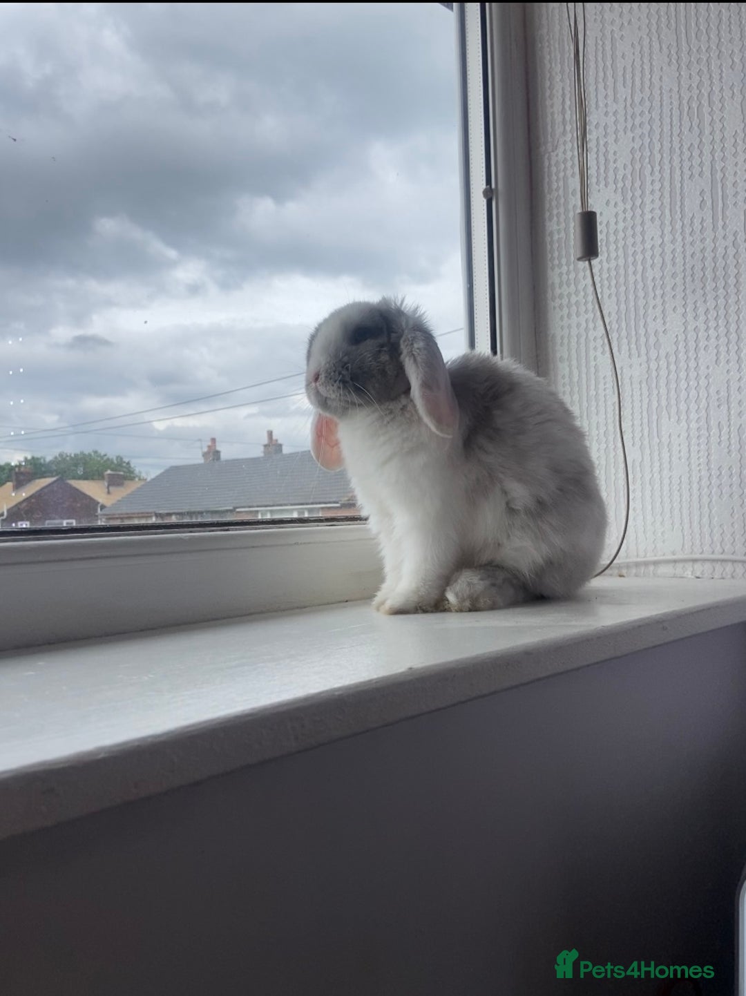 Mini Lop rabbits for sale: Female mini lop  - Image 1