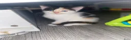 Mixed Breed cats for sale: Beautiful fur babies to go to lovley homes :)  - Advert 2