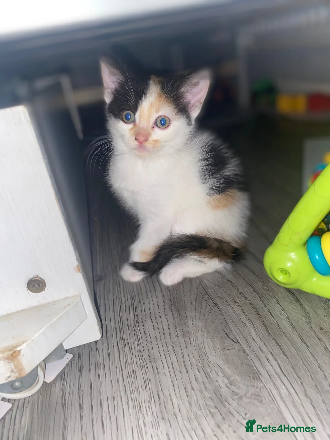 Mixed Breed cats for sale: Beautiful fur babies to go to lovley homes :)  - Advert 2