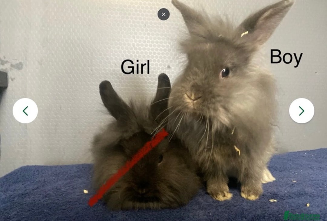 Lionhead rabbits for sale: Lion head x lop baby rabbits - Image 3