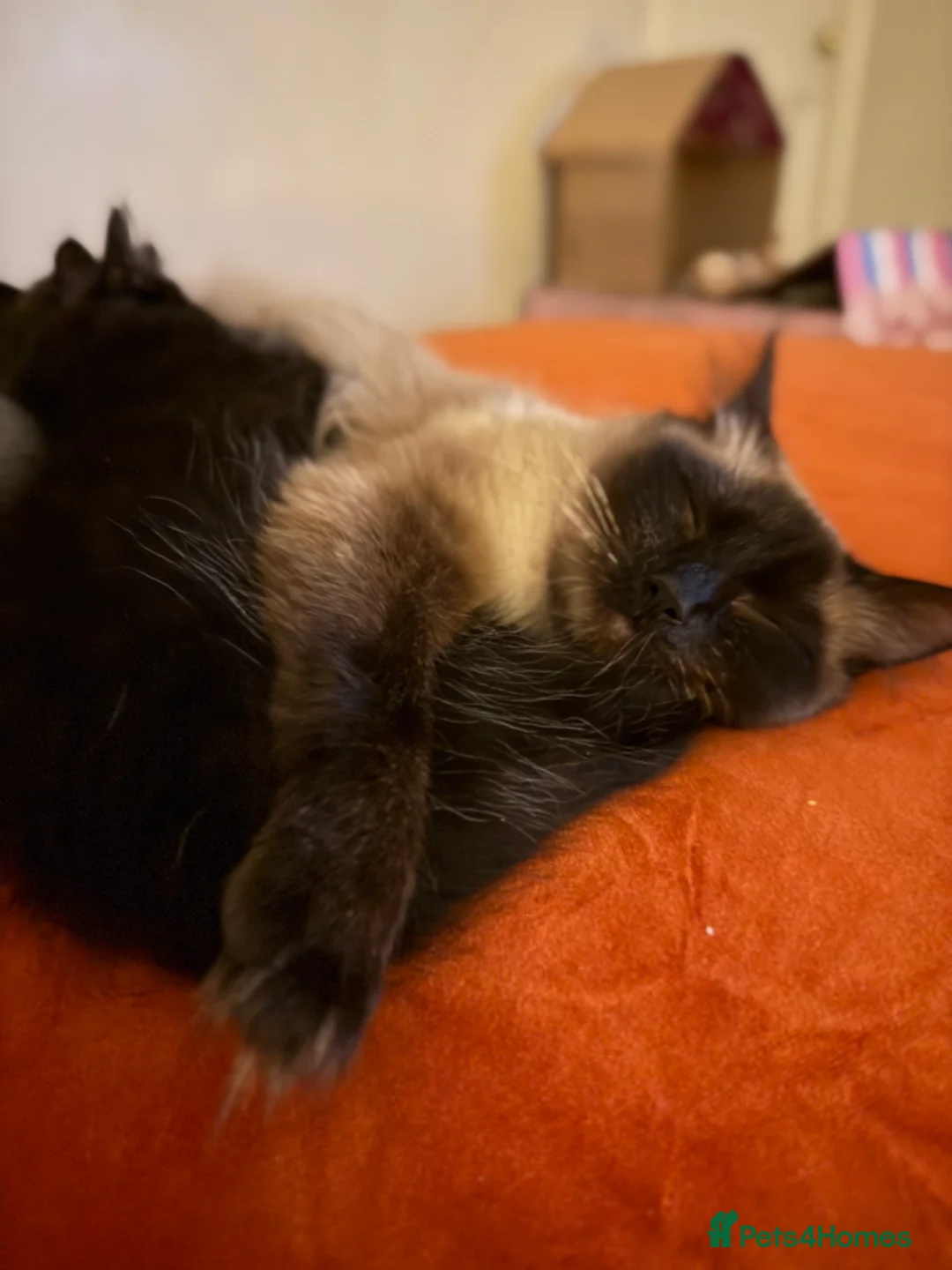 Ragdoll cats for sale: Adorable Ragdoll/ Maine Coon Mix for Forever Homes - Advert 12