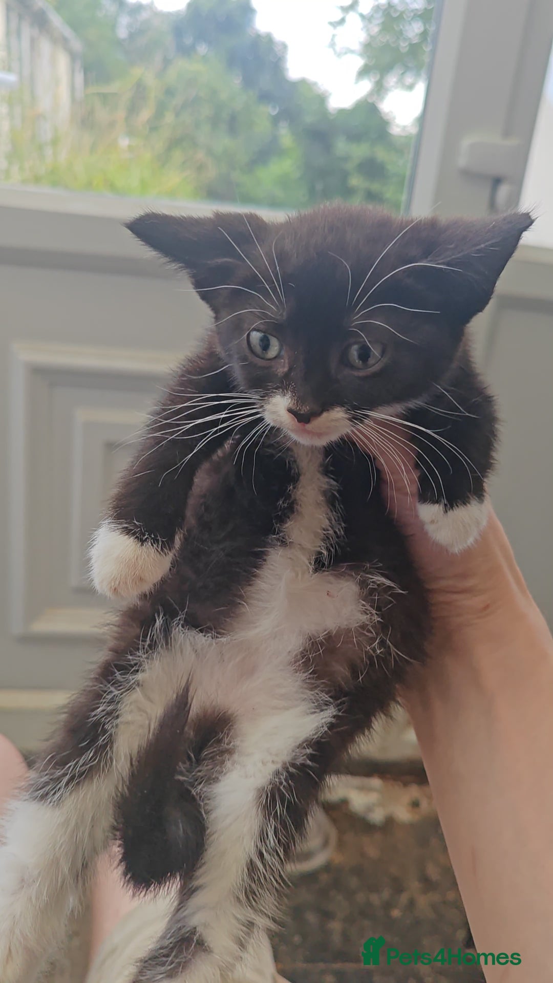 Mixed Breed cats for sale: Lovely beautiful kittens, robust, healthy - Image 6