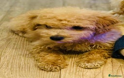 Maltipoo dogs for sale: Maltipoo  - Image 6