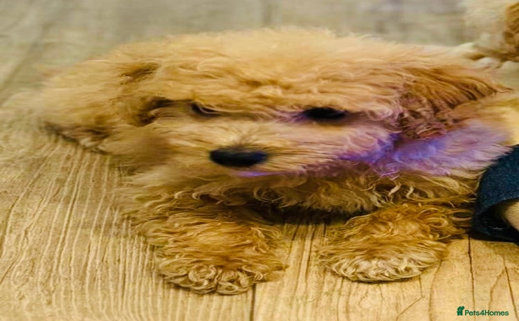 Maltipoo dogs - Advert 4