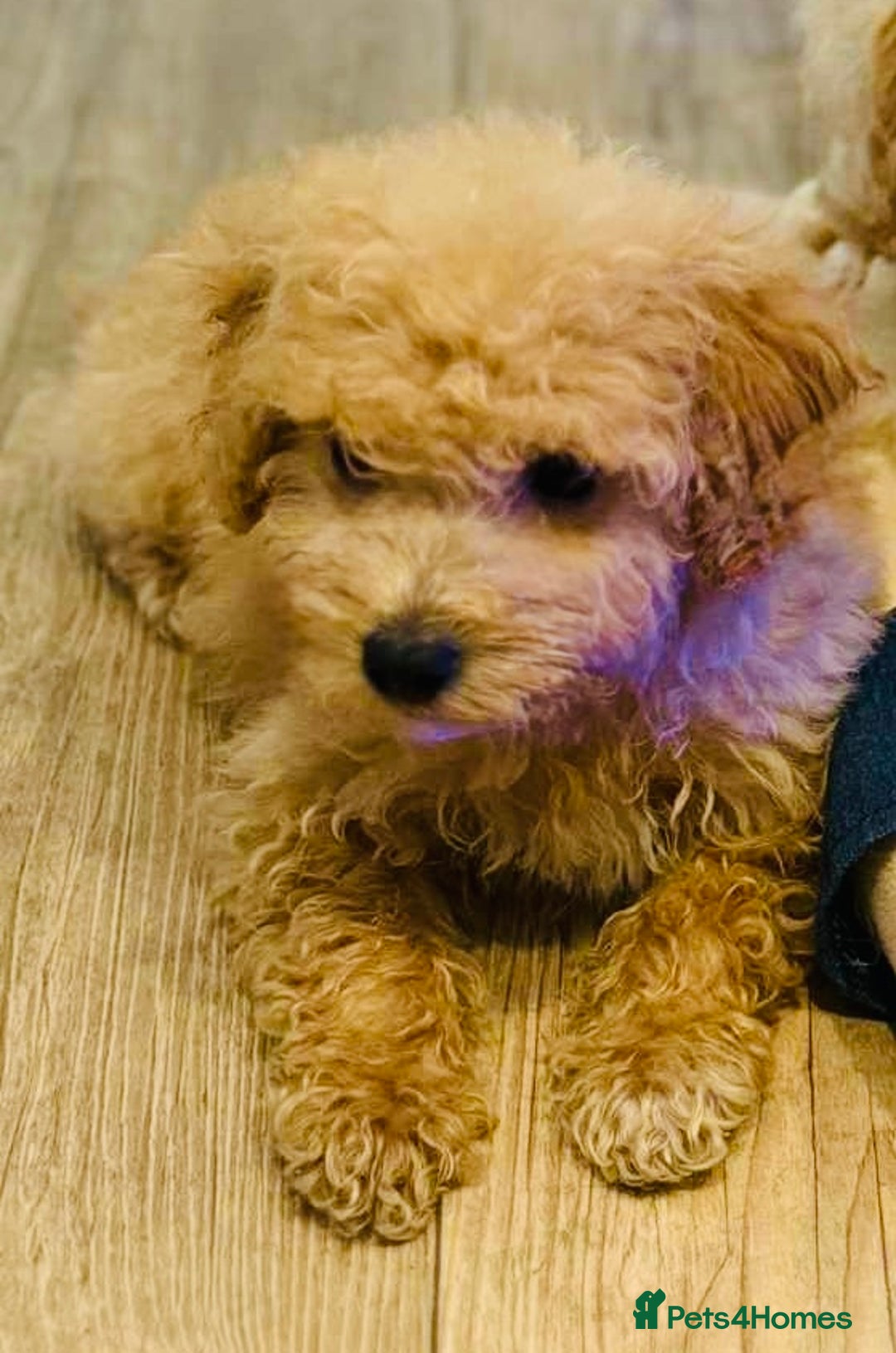 Maltipoo dogs for sale: Maltipoo  - Image 6